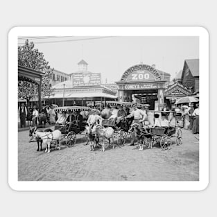 Goat Carriages at Coney Island, 1910. Vintage Photo Sticker